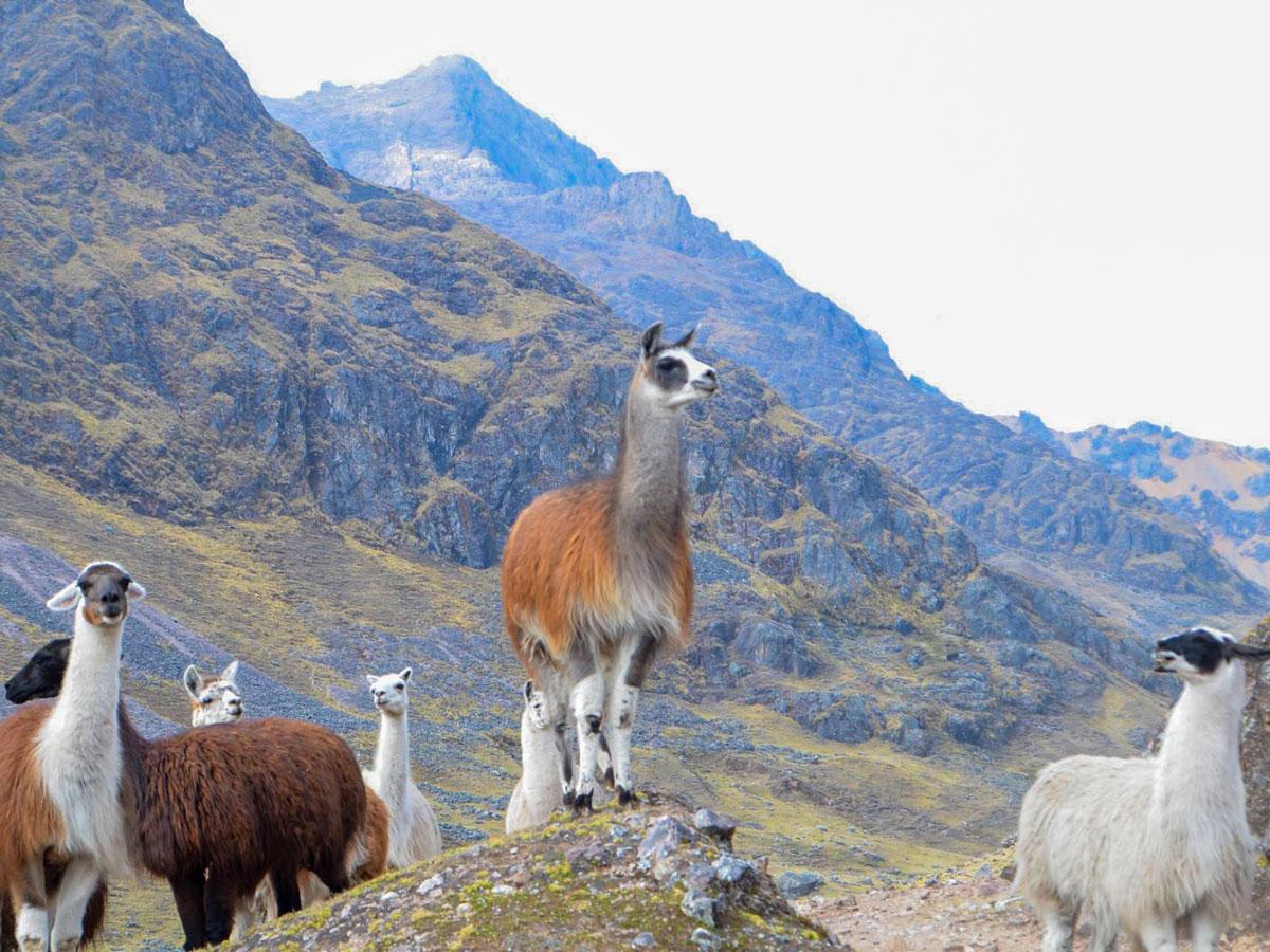 Inca Trail vs Lares Trail: The Best Hikes in the Cusco