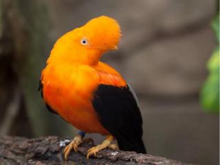 How to photograph wildlife in Peru’s various ecosystems