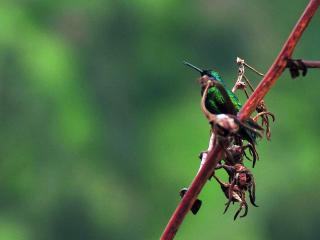 Manu Amazon Tour | Manu Tours Peru