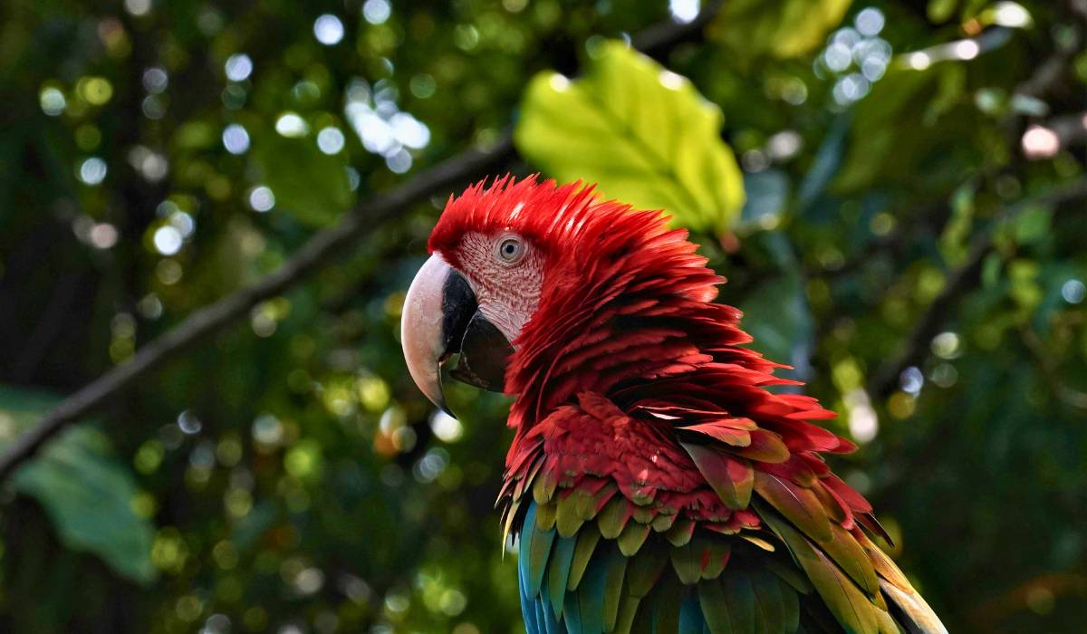 Peruvian Amazon Tour